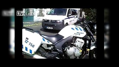 Maratón ‘kafkiano’ de un jabalí en Praga