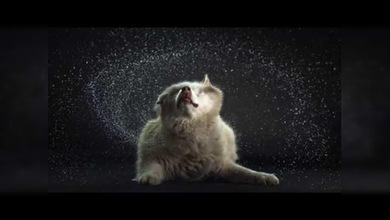 ¡Muévelo!: Perritos se sacuden en cámara lenta
