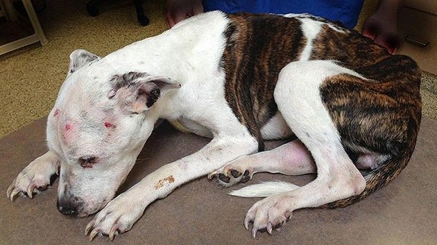EE.UU.: El supuesto culpable de tortura a un perro podría enfrentar 55 años de prisión