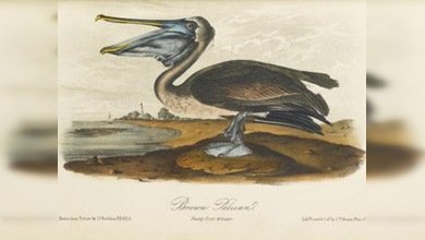 Fue subastado libro por precio récord de 11,5 millones de dólares