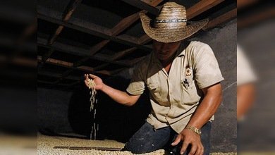 El sector agrícola en Colombia, campo de combate de transnacionales y campesinos