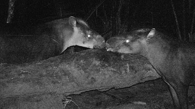 Descubren al mamífero terrestre más grande del siglo en las selvas de Brasil y Colombia