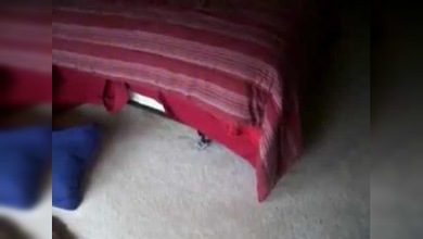 Perro que no duda entre bañarse y dar un paseo