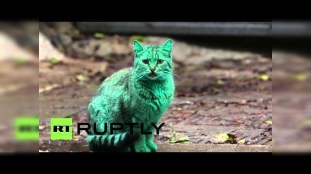 Un extraño gato verde esmeralda aparece en las calles de Bulgaria