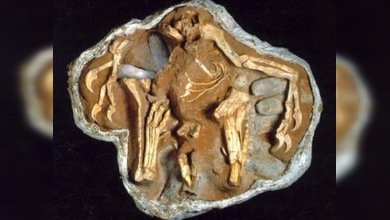 Un ladrón de huevos de dinosaurio fue condenado a tres años