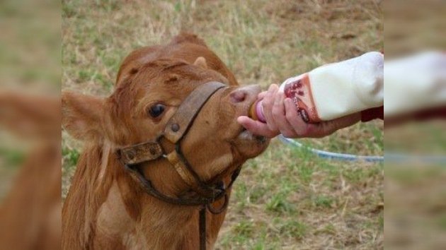 Científicos argentinos clonaron una ternera que dará leche similar a la materna humana