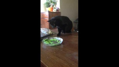 'Habichuelas musicales' desconciertan a un gato