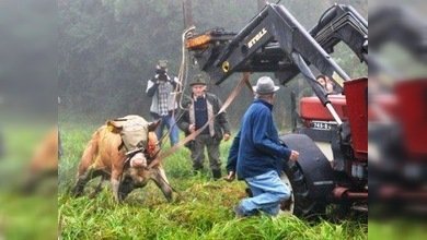 La vaca fugitiva Ivonne vuelve al redil, pero evita el matadero