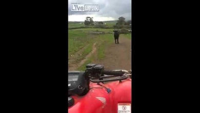 ¿Qué ocurre cuando te montas en una cuatrimoto y provocas a un toro?