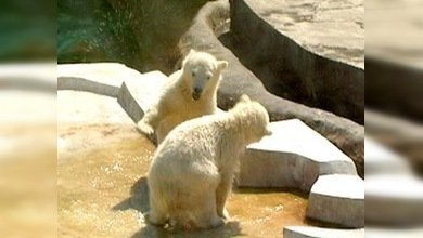 Dos ositas huérfanas y moribundas conmovieron a internautas rusos