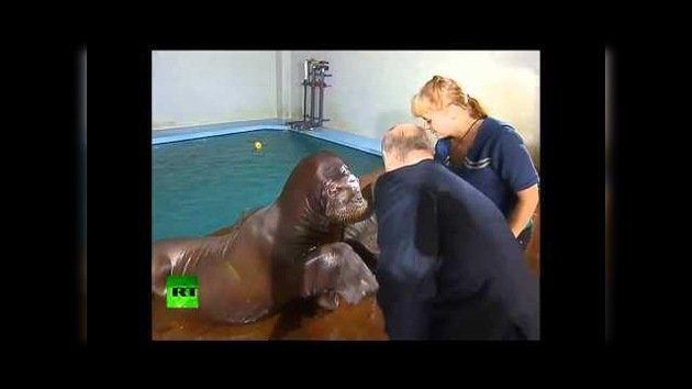 Putin alimenta a los delfines y da la mano a las morsas