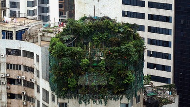 Fotos: Oculta la construcción de dos pisos adicionales en su ático plantando árboles