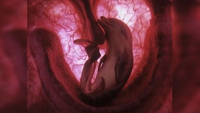 Británicos experimentan mezclando humanos con animales