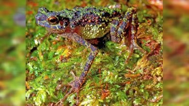 Una especie reaparece casi un siglo después de ser vista por última vez