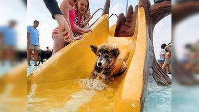 Crean un nuevo hotel de lujo en EE. UU. para animales