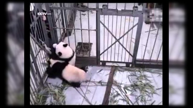 Panda gigante abraza a su cuidador y se niega a dejarlo huir