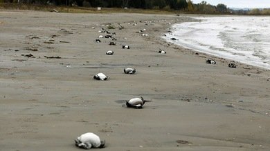 La playa chilena de Santo Domingo, cementerio de aves