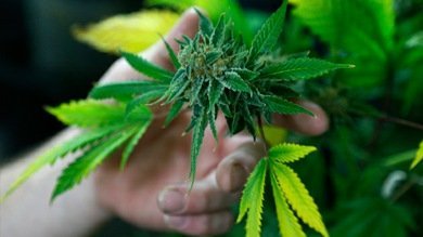 La marihuana podría prevenir la ceguera en los pacientes con retinitis pigmentaria