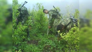 La erradicación de coca en Colombia no alcanza la meta del Gobierno