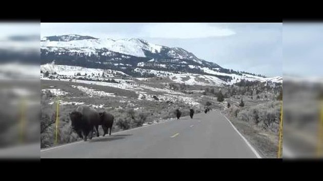 Animales huyen del Parque de Yellowstone, ¿erupción volcánica inminente?