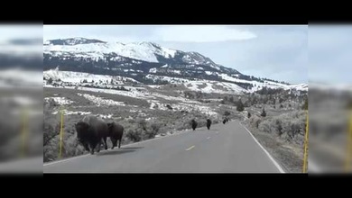 Animales huyen del Parque de Yellowstone, ¿erupción volcánica inminente?