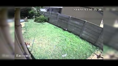 Ladrón cobarde y perro 'feroz' cara a cara