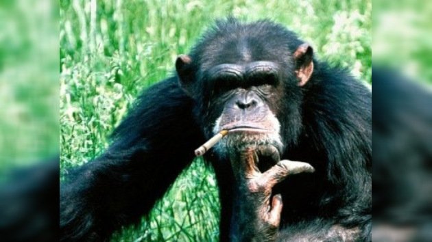Chimpancé fumador es rescatado en el Líbano y enviado a Brasil