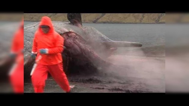 Un cachalote muerto 'explota' en las islas Feroe