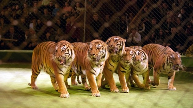 Mueren presuntamente envenenados siete tigres de una especie casi extinta en un circo