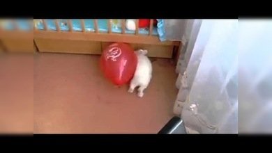 Un conejo muy acelerado