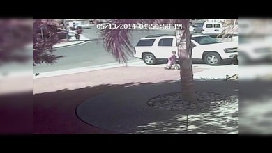 Al rescate: una gata salva a un niño de las fauces de un perro