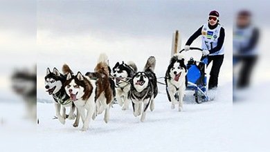 Comienza en Chukotka la carrera de trineos de perros más larga de Euroasia
