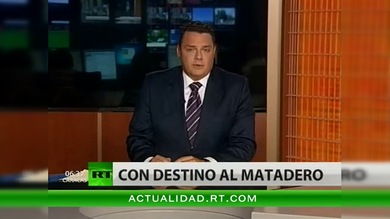 La crisis española obliga a sacrificar a caballos de raza