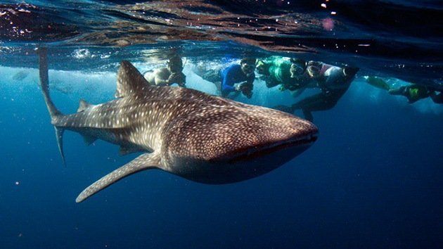 Video: Un drone capta cómo un grupo de tiburones ballenas se deleitan con plancton