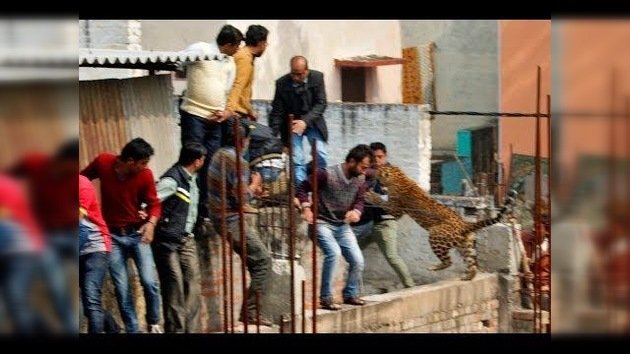 Un leopardo salvaje siembra el pánico en una localidad de la India