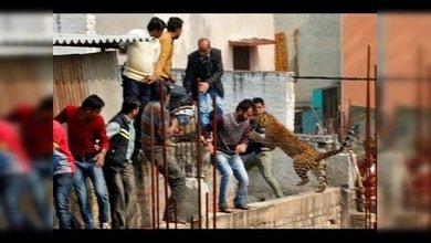 Un leopardo salvaje siembra el pánico en una localidad de la India