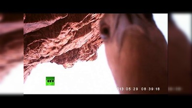 Australia: Un ave se roba una cámara y graba su vuelo y a sí misma