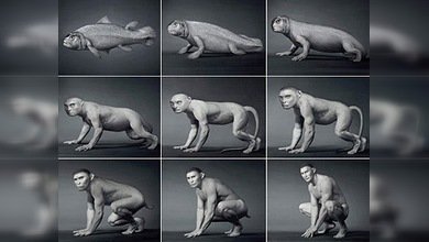 Una etapa de la evolución humana necesita revisión