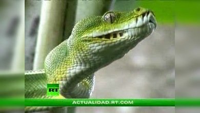 EL MUNDO DE LAS SERPIENTES