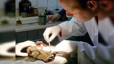 Veterinarios polacos salvan a una erizo hembra tras 5 horas en el quirófano