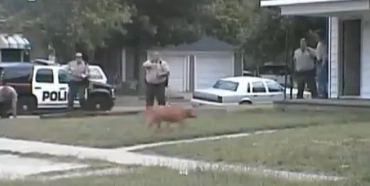 ‘Perricidio’: Policía estadounidense dispara a quemarropa a una mascota en Kansas