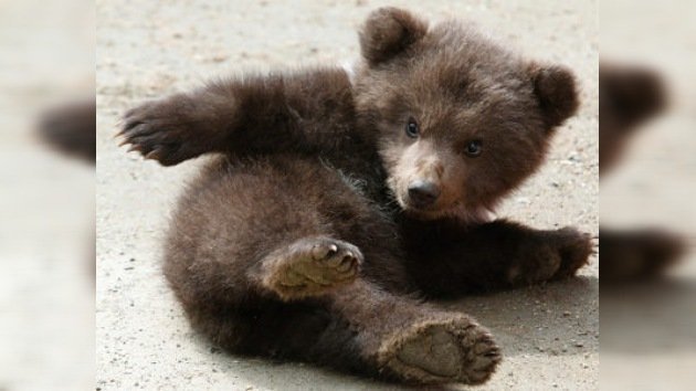 Hallan un oso de 3 meses atado bajo un sol abrasador en el centro de Moscú