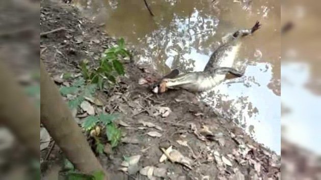 ¿Qué le ocurre a un caimán cuando muerde a una anguila eléctrica?