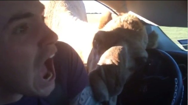 Un hambriento camello roba comida de un auto y muerde el brazo al conductor