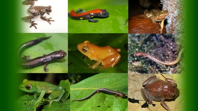 Crece vertiginosamente la cantidad de especies que se descubren