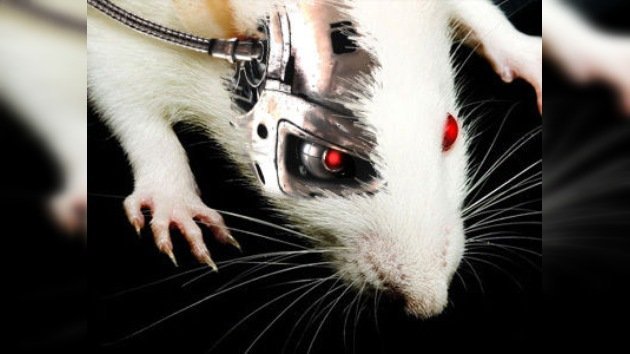 Un poco más cerca del 'ciborg': crean substituto electrónico del cerebelo de una rata