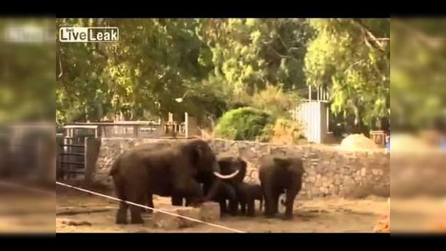 Elefantes de un zoo de Israel protegen a sus crías durante un ataque de cohetes