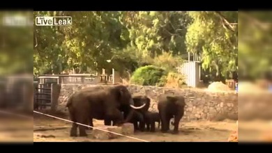 Elefantes de un zoo de Israel protegen a sus crías durante un ataque de cohetes