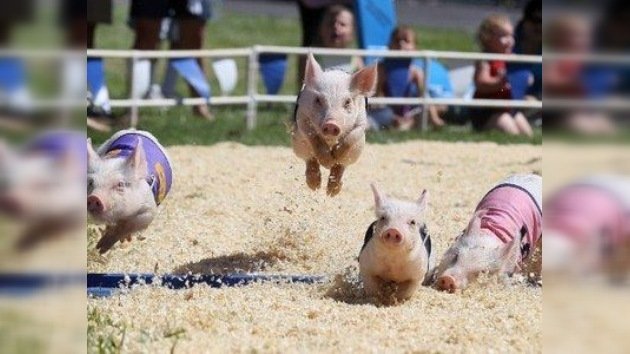 60 cerdos a la carrera en Brasil