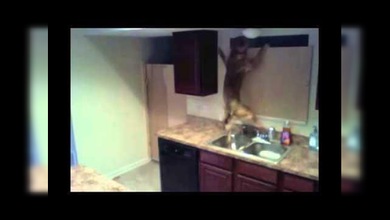 El gran escape de un perro desesperado